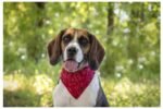 ძაღლის საყელო/ბენდენა წითელი ზომა xs 22-35 სმ / Collar bandana pinto red xs 22-35cm - Image 3