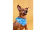 COOLING BANDANA FRESK INOU M BLUE 70x25CM - Image 3