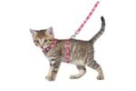KITTEN HARNESS + LEASH ALFRY 15-25CM 10MM ASSORTMENT - Image 4