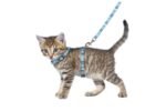 KITTEN HARNESS + LEASH ALFRY 15-25CM 10MM ASSORTMENT - Image 3
