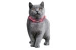 CAT COLLAR LED NERA PINK 35CM - Image 3