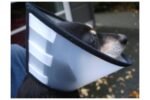 პოსტოპერაციული საყელო 38,5სმ / Neckcap capo  38.5cm - Image 2