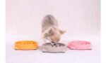 საკვები თასი ლეკვებისთვის ნელი კვებისთვის 300მლ S 16x16x3,5სმ / Bini RoundFeeding bowl Slow feeder Puppy Bini Round Multiple colours 300ml S 16x16x3,5cm - Image 2